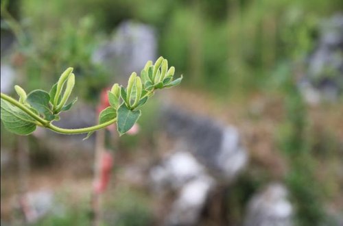 关注不足、经费缺乏,广东石漠化综合治理面临新挑战